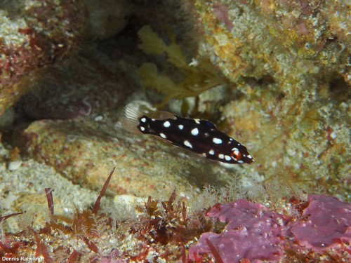Barred Hogfish