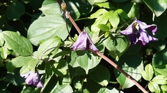 Clematis viticella