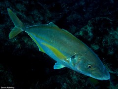 Pseudocaranx dentex