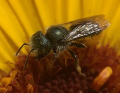 Osmia georgica