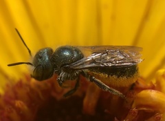 Osmia georgica
