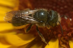 Osmia georgica