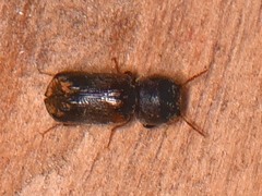 Xylobiops basilaris