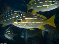 Parapristipoma octolineatum