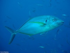 Pseudocaranx dentex