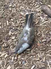 Coccyzus americanus