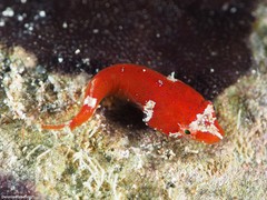Apletodon