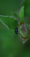 Cryptocephalus renatae