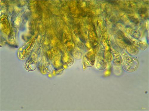 Pleuroflammula (Photo 4 of 10)
