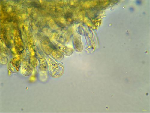 Pleuroflammula (Photo 6 of 10)