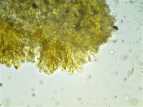 Pleuroflammula (Photo 9 of 10)