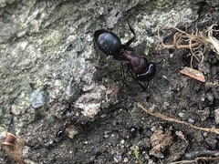 Camponotus novaeboracensis