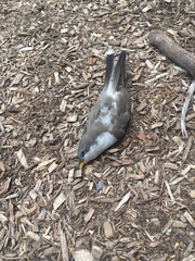 Coccyzus americanus
