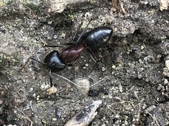 Camponotus novaeboracensis