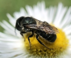 Osmia georgica