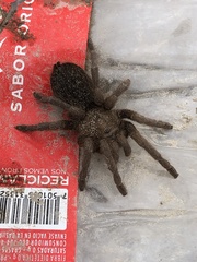 Aphonopelma caniceps