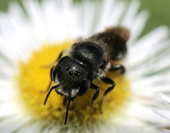 Osmia georgica