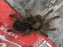 Aphonopelma caniceps