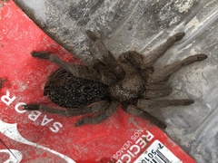 Aphonopelma caniceps
