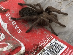 Aphonopelma caniceps