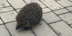 Erinaceus roumanicus