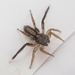 Crimean Banner-legged Jumping Spider - Photo (c) Mehmet Akif Suna, some rights reserved (CC BY-NC), uploaded by Mehmet Akif Suna