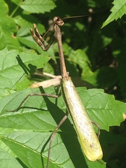 Pseudovates chlorophaea