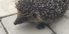 Erinaceus roumanicus