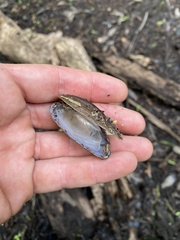 Uniomerus carolinianus