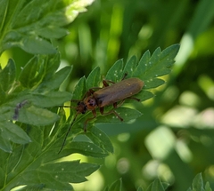 Cantharis rufa