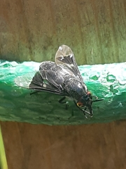 Chrysops carbonarius