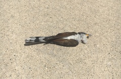 Coccyzus americanus
