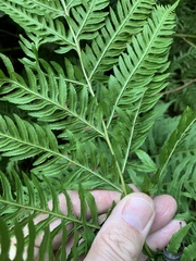Pteris tremula