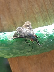 Chrysops carbonarius