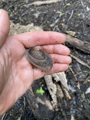 Uniomerus carolinianus