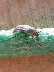 Chrysops carbonarius