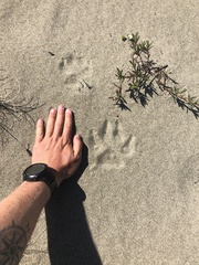 Canis lupus crassodon