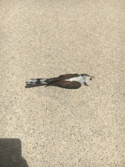 Coccyzus americanus