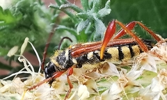 Stenopterus mauritanicus