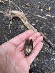 Uniomerus carolinianus