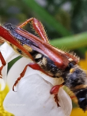 Stenopterus mauritanicus