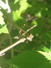 Pseudovates chlorophaea