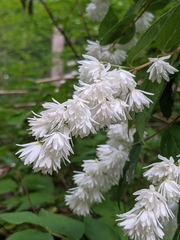 Deutzia scabra