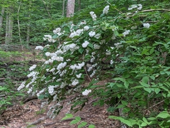 Deutzia scabra