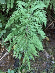Pteris tremula