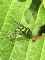 Condylostylus comatus