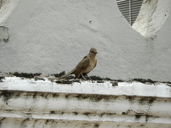Turdus leucomelas