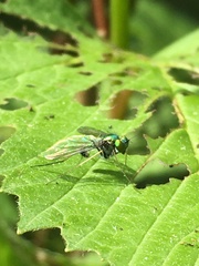 Condylostylus comatus