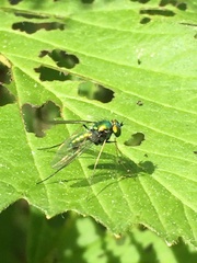 Condylostylus comatus