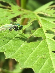 Condylostylus comatus